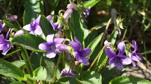Attēlu rezultāti vaicājumam “Viola canina flower”