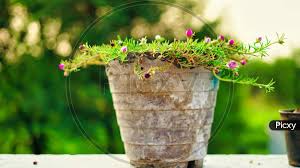 Attēlu rezultāti vaicājumam “Portulacaceae”