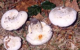 Attēlu rezultāti vaicājumam “Lactarius bertillonii”