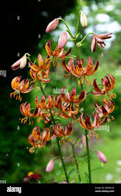 Image result for Lilium martagon `Arabian Night`