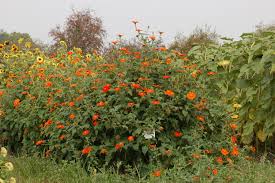 Image result for Tithonia rotundifolia