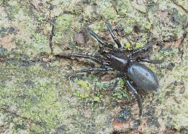 Attēlu rezultāti vaicājumam “Gnaphosidae”