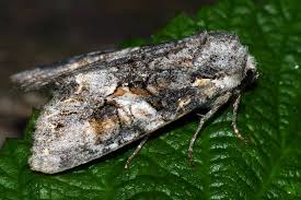 Attēlu rezultāti vaicājumam “Lacanobia contigua”