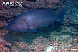 Image result for Hyporthodus quernus