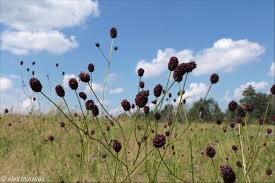 Attēlu rezultāti vaicājumam “Sanguisorba officinalis bud”