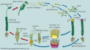 Attēlu rezultāti vaicājumam “Polytrichum commune sporophyte”