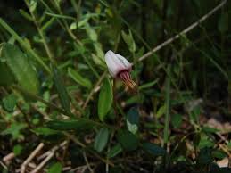 Attēlu rezultāti vaicājumam “Oxycoccus leaf”