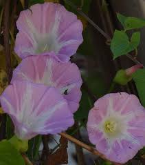Attēlu rezultāti vaicājumam “Calystegia inflata flower”