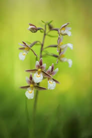 Attēlu rezultāti vaicājumam “Epipactis palustris flower”