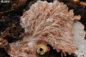 Attēlu rezultāti vaicājumam “Sporophagomyces chrysostomus”