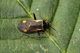 Attēlu rezultāti vaicājumam “Adelphocoris seticornis”