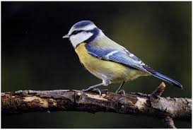 Image result for Cyanistes caeruleus