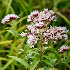 Image result for Eupatorium cannabinum