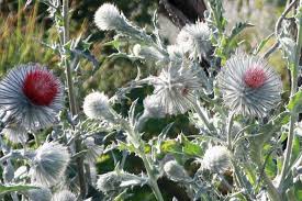 Attēlu rezultāti vaicājumam “Cirsium x rigens leaf”