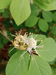Attēlu rezultāti vaicājumam “Lonicera xylosteum”