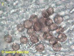 Attēlu rezultāti vaicājumam “Nectriopsis violacea”