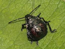 Attēlu rezultāti vaicājumam “Picromerus bidens”