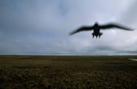 Attēlu rezultāti vaicājumam “Stercorarius parasiticus”