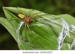 Attēlu rezultāti vaicājumam “Miturgidae”