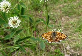 Attēlu rezultāti vaicājumam “Melitaea cinxia upperside”