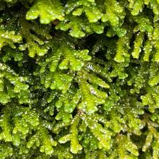 Attēlu rezultāti vaicājumam “Porella platyphylla”