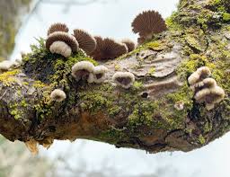 Attēlu rezultāti vaicājumam “Schizophyllum commune”