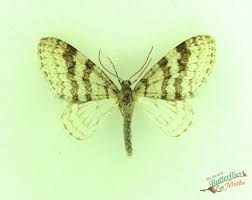 Attēlu rezultāti vaicājumam “Trichopteryx carpinata”