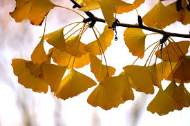 Attēlu rezultāti vaicājumam “Ginkgo biloba leaf”