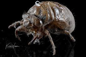 Attēlu rezultāti vaicājumam “Scardia boletella exuvia”