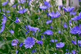 Attēlu rezultāti vaicājumam “Cichorium intybus flower”
