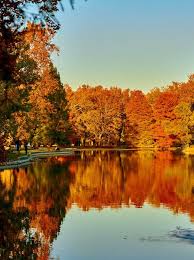 Bildergebnis für Fall…