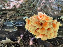 Attēlu rezultāti vaicājumam “Tremellodendropsis tuberosa”