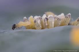Attēlu rezultāti vaicājumam “Pieris brassicae underside”