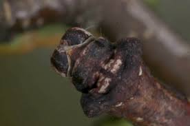 Attēlu rezultāti vaicājumam “Plagodis dolabraria”