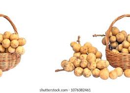 Image result for Lansongammon