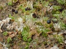 Attēlu rezultāti vaicājumam “Fossombronia wondraczekii sporophyte”