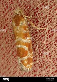 Attēlu rezultāti vaicājumam “Rhyacionia pinicolana”