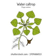Attēlu rezultāti vaicājumam “Trapa natans”