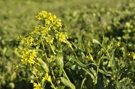 Attēlu rezultāti vaicājumam “Bunias orientalis flower”