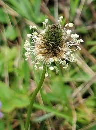 Attēlu rezultāti vaicājumam “Plantago lanceolata flower”