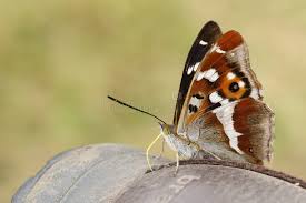 Attēlu rezultāti vaicājumam “Apatura iris underside”