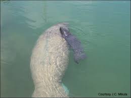 Image result for Manunitid