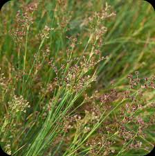 Attēlu rezultāti vaicājumam “Juncus articulatus”