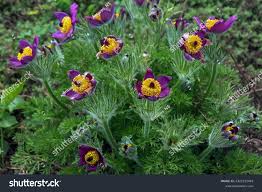 Attēlu rezultāti vaicājumam “Pulsatilla vulgaris”