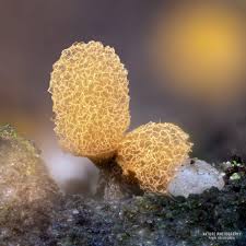 Attēlu rezultāti vaicājumam “Arcyria imperialis macro”