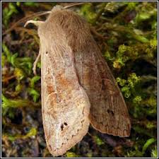 Attēlu rezultāti vaicājumam “Orthosia munda”