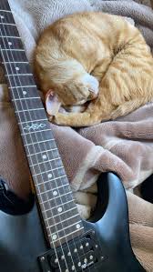 Image result for Cat sleeping in guitar