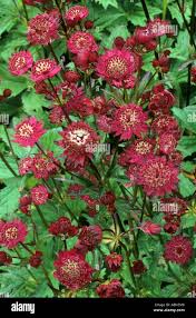 Image result for Astrantia majon `Abbey Road`