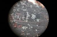 Attēlu rezultāti vaicājumam “Mollisia amenticola”