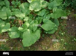 Attēlu rezultāti vaicājumam “Telekia speciosa leaf”